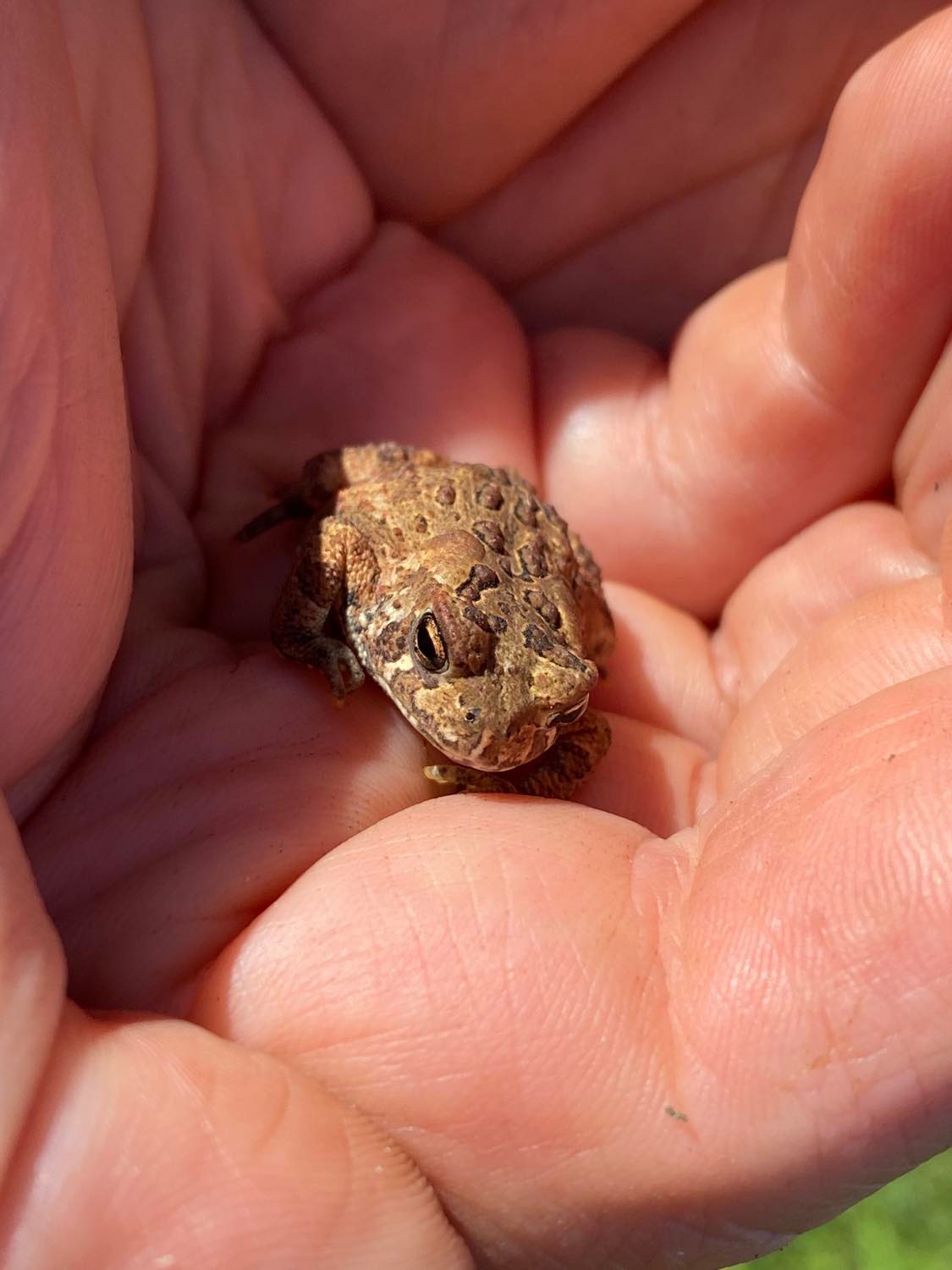 little toad