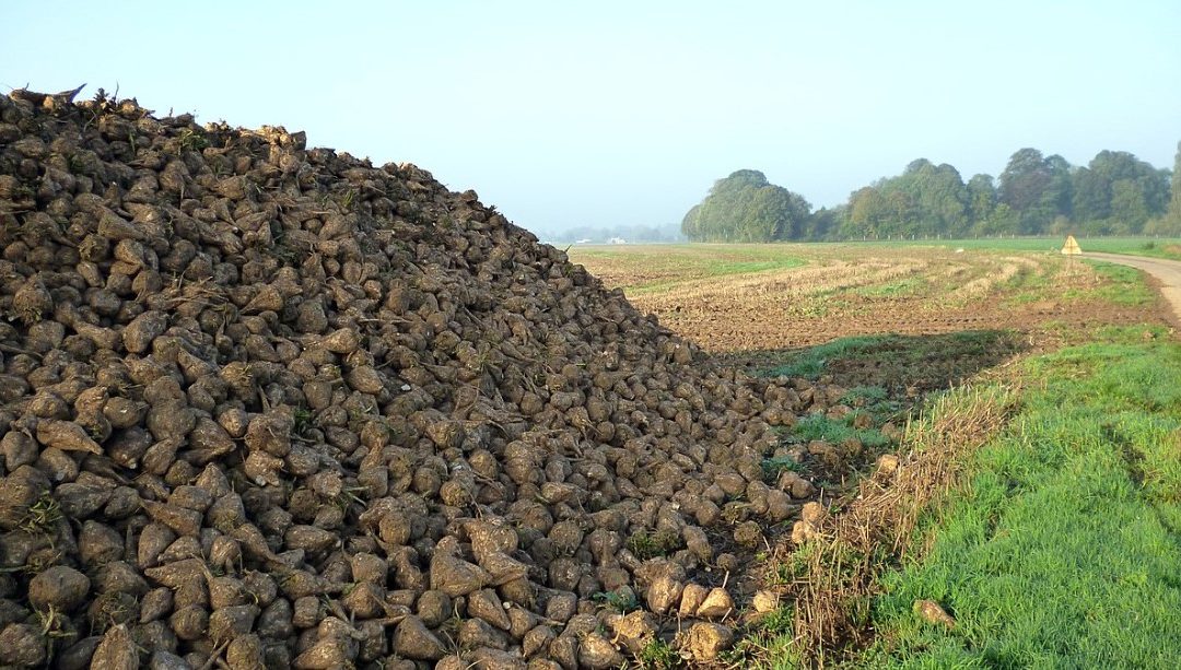 The Sugar Beet Fiasco