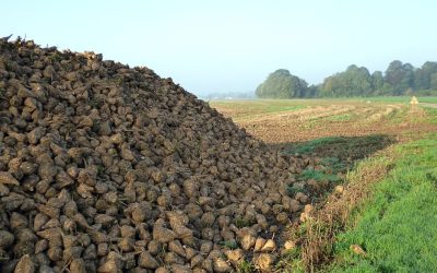 The Sugar Beet Fiasco