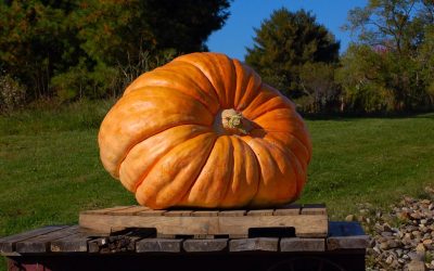 Aroostook County Folklore: “And It Was This Big”