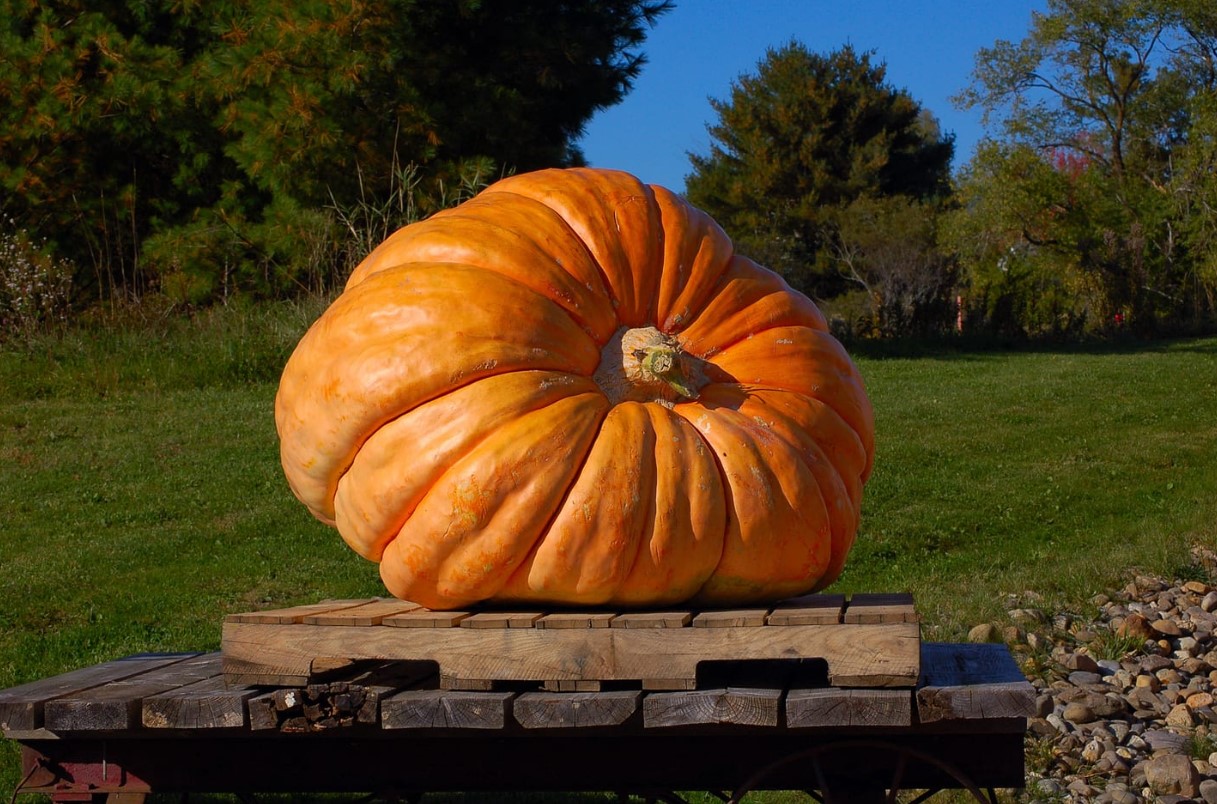 giant pumpkin