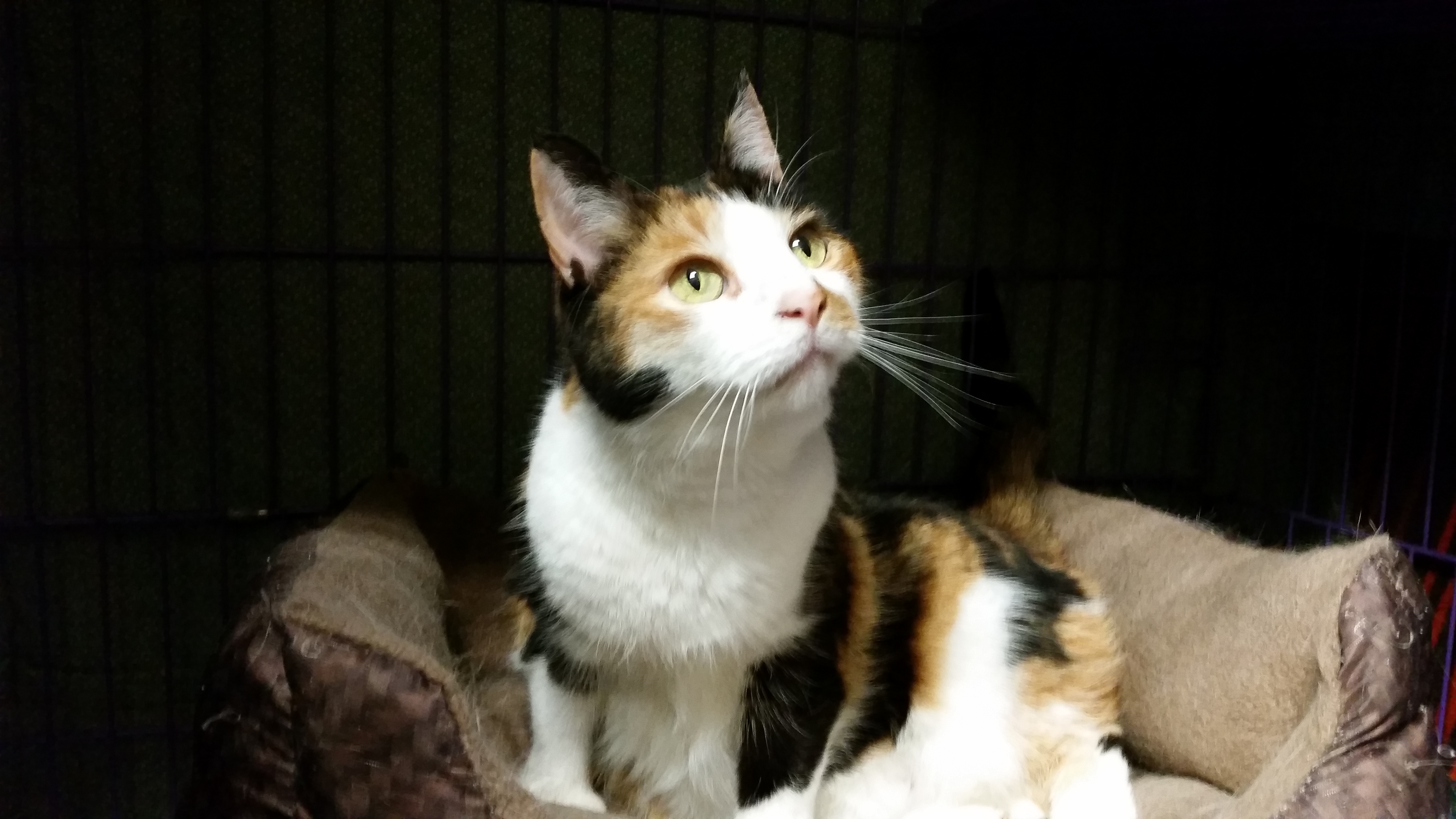 Looking for a Home in Time for the Holidays