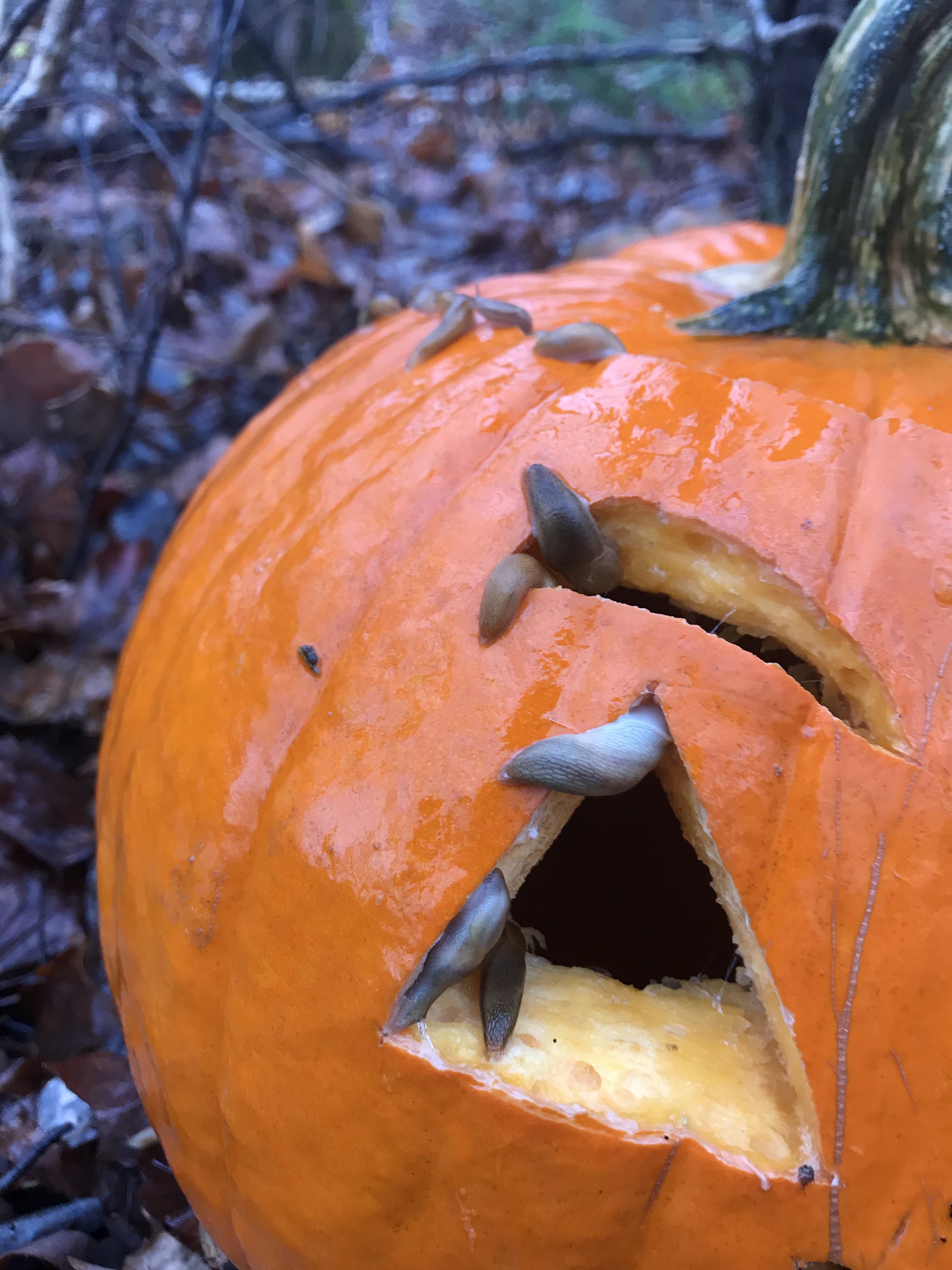 Decomposing Slug The Dark, Damp Pursuit of Misty Munchies | University Times