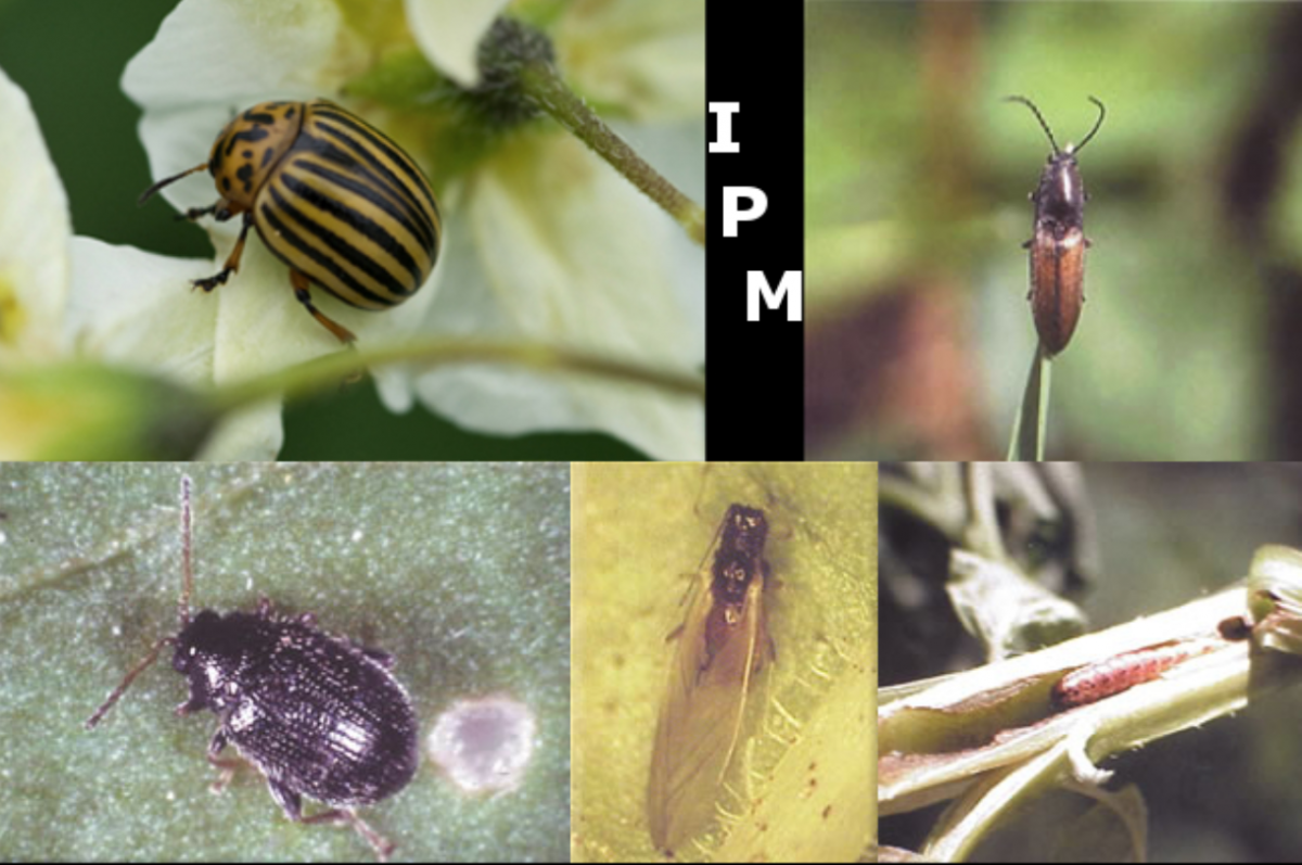 Defining IPM and What It Means For You | University Times