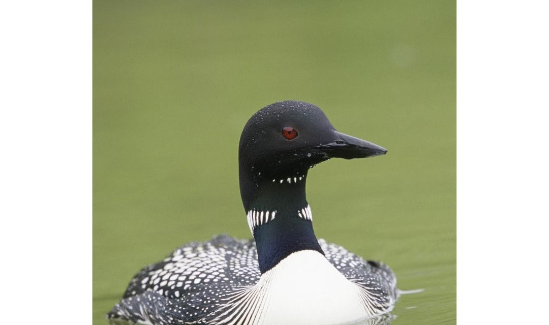 Looking Out For Loons