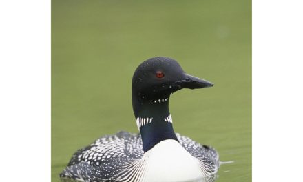 Looking Out For Loons