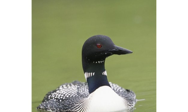 Looking Out For Loons