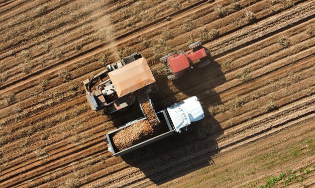 Northern Harvest
